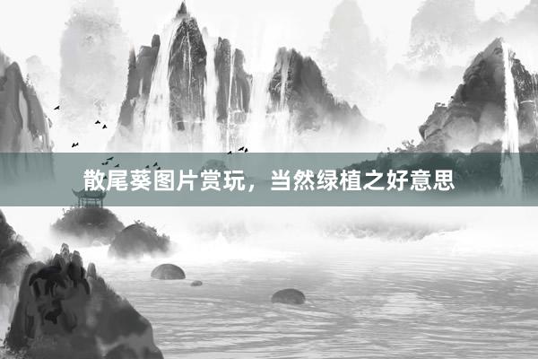 散尾葵图片赏玩，当然绿植之好意思